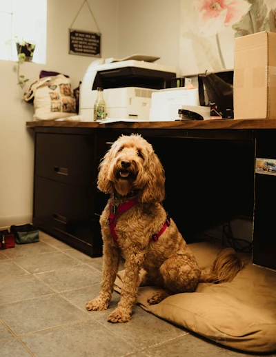 Shelby Cobra Carns, Shop Dog